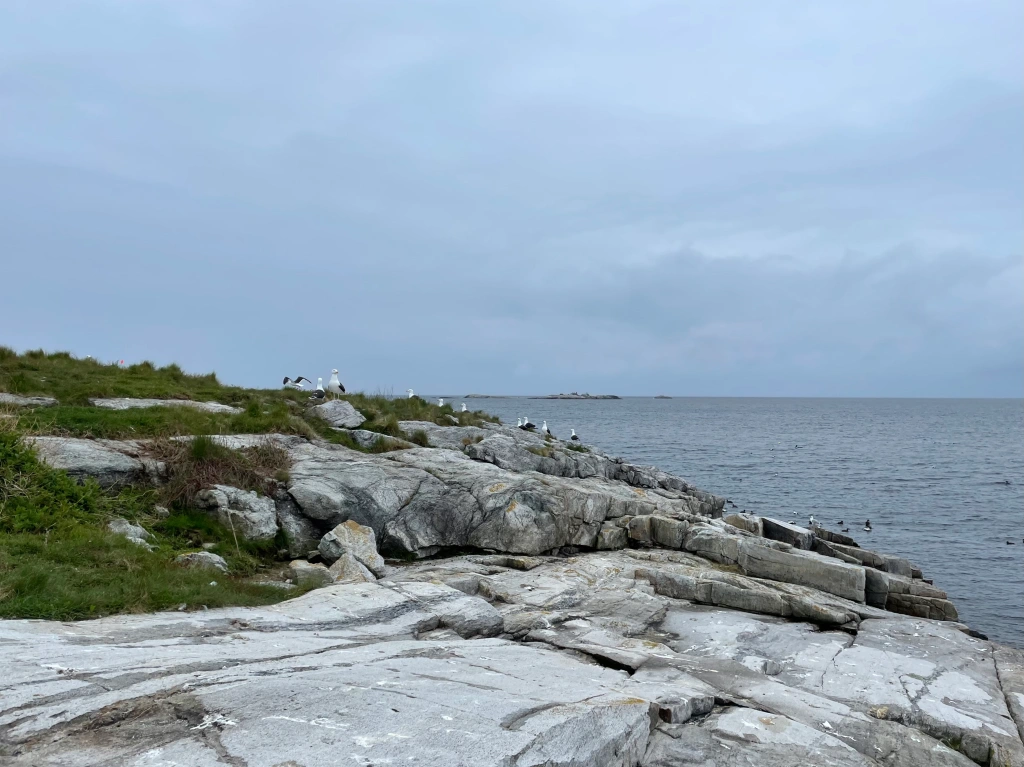 A gray sky over a rocky outcropping. Great Black-backed gulls stand on the rocks, and common eiders swim in the ocean at the base of the ledge. 